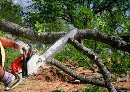 Best Tree Cabling and Bracing  in Macungie, PA